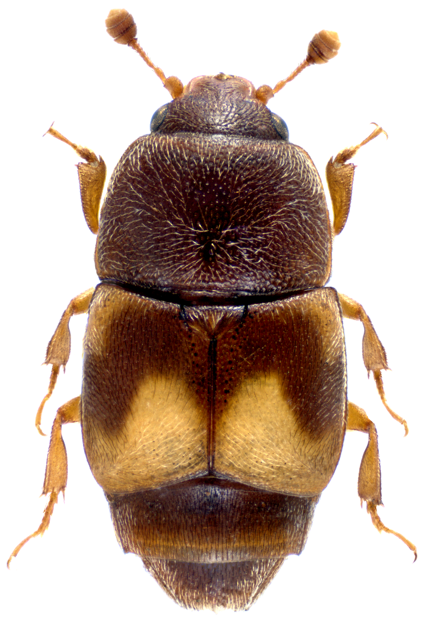 vocni-kusokrilac-carpophilus-hemipterus
