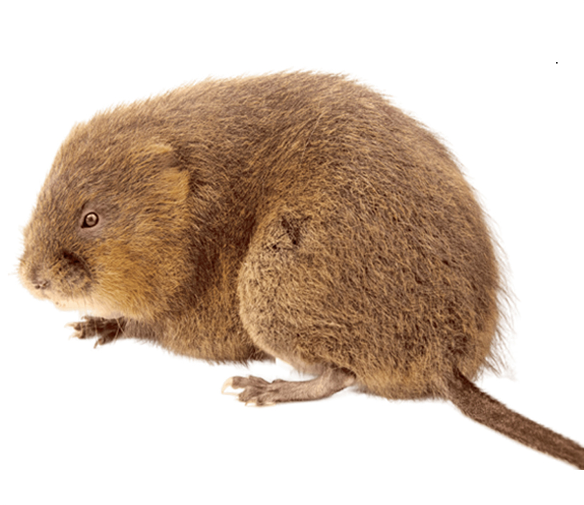 vodena-voluharica-arvicola-terrestris-mala