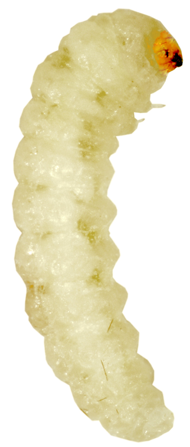 zitni-moljac-sitotroga-cerealella-larva