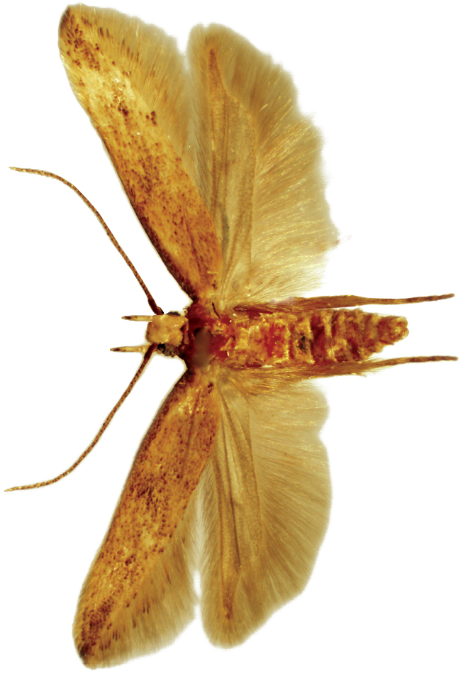 zitni-moljac-sitotroga-cerealella