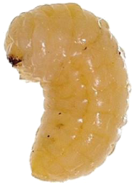 zizak-pasulja-acanthoscelides-obtectus-larva