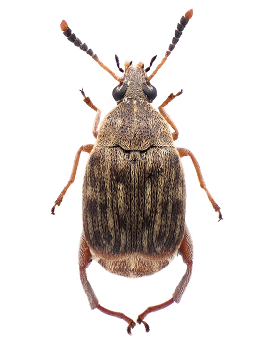 zizak-pasulja-acanthoscelides-obtectus-mala