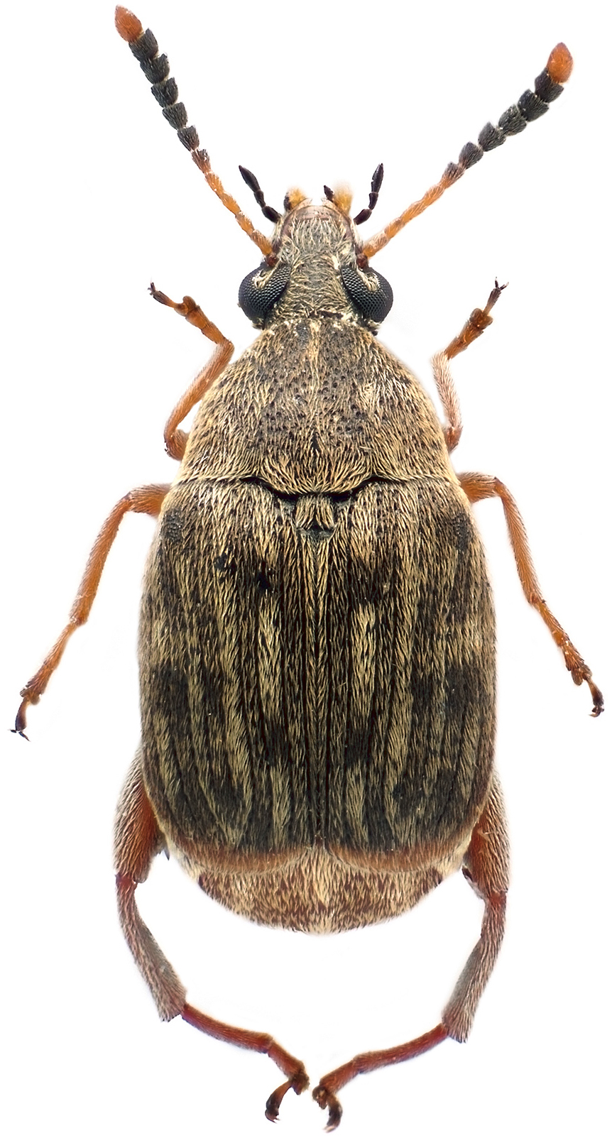 zizak-pasulja-acanthoscelides-obtectus