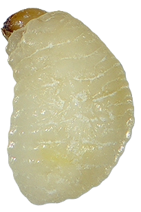 zizak-zita-sitophilus-granarius-larva