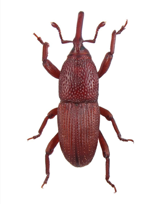 zizak-zita-sitophilus-granarius-mala
