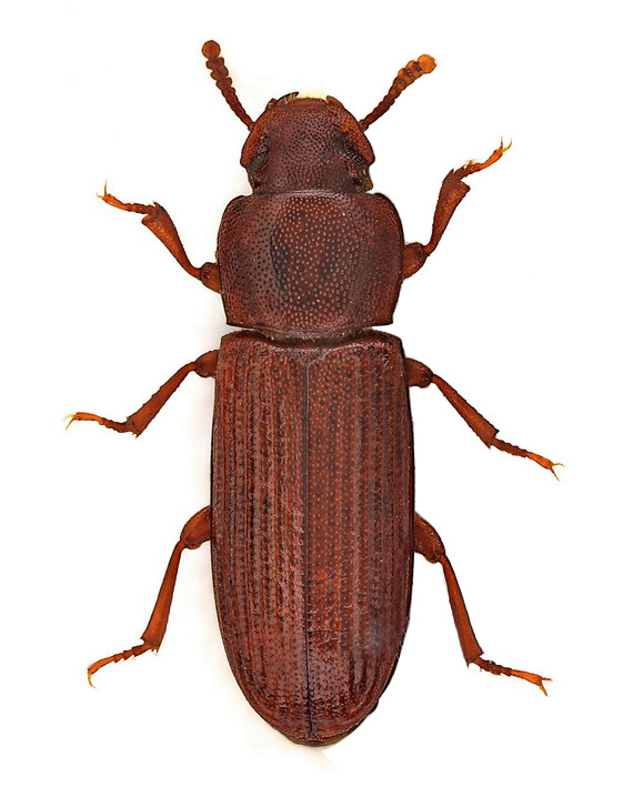 malibrasnar