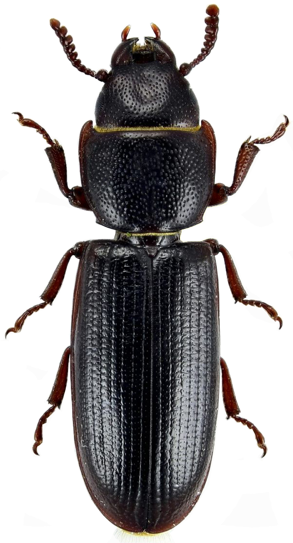 mauritanski-brasnar-tenebroides-mauritanicus