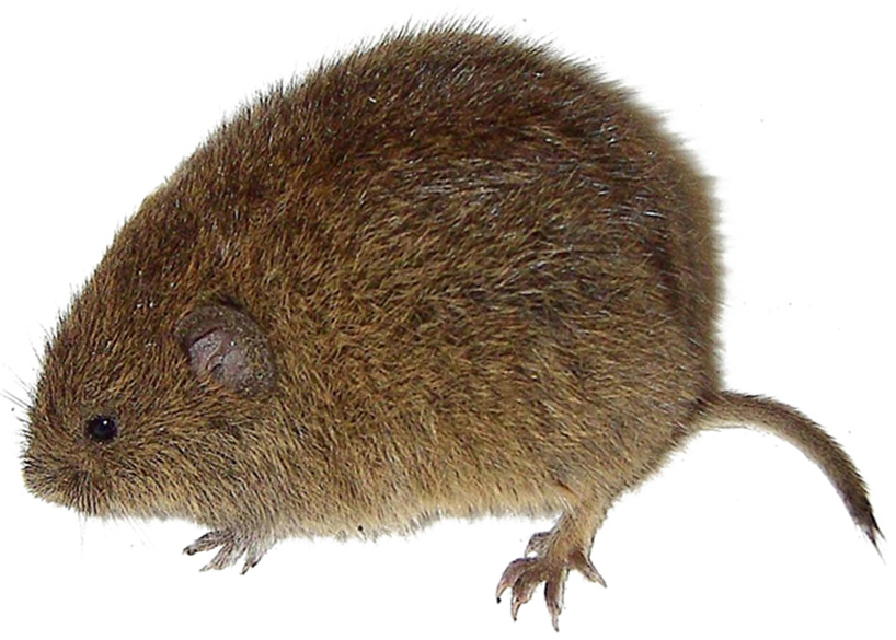 poljska-voluharica-microtus-arvalis