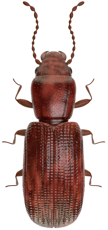 rdjasti-zitar-laemophloeus-ferrugineus