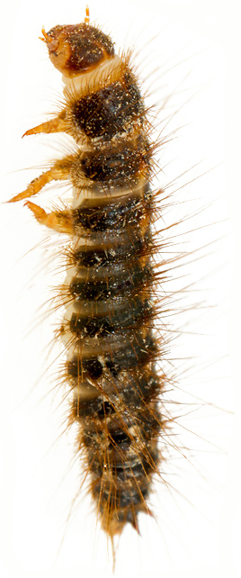 slaninar-dermestes-lardarius-larva