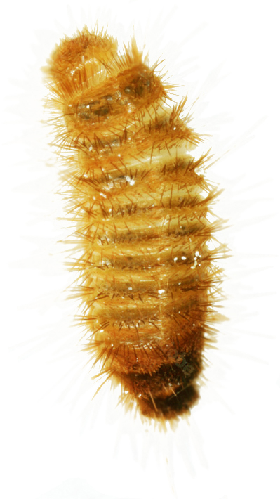 trogoderma-trogoderma-granarium-larva