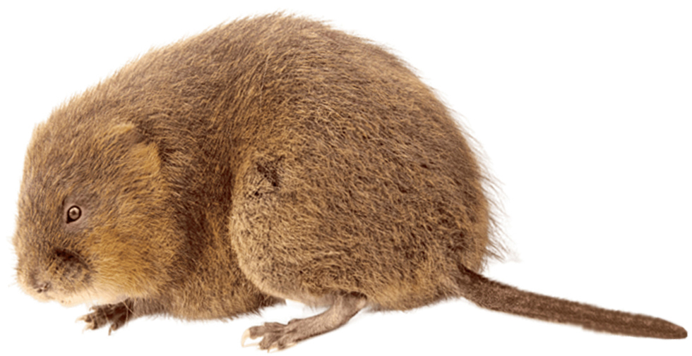 vodena-voluharica-arvicola-terrestris