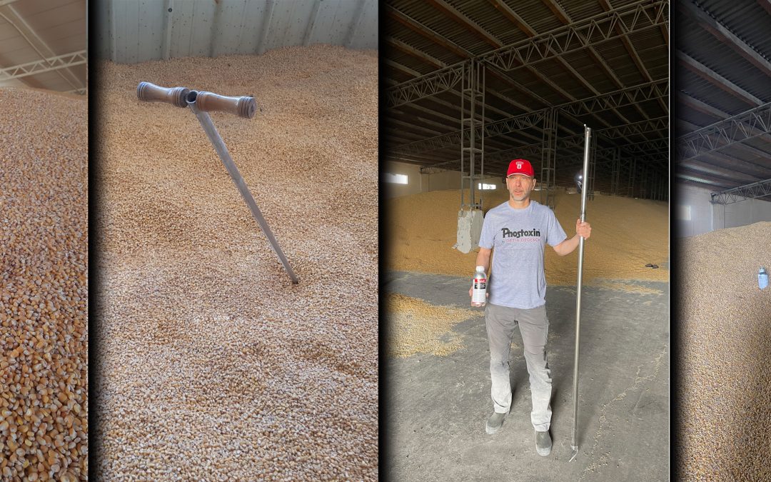 FUMIGACIJA ŽITA U RASUTOM STANJU, POD FOLIJOM, U PODNIM SKLADIŠTIMA